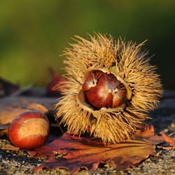 castanea vulgaris